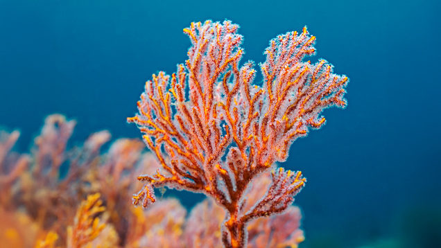 Sea fan coral closeup