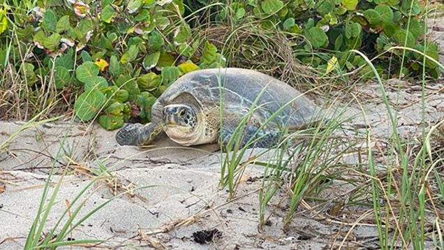 Sea turtle on the beach