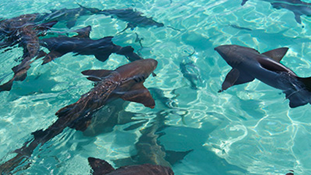 Sharks swimming in the water