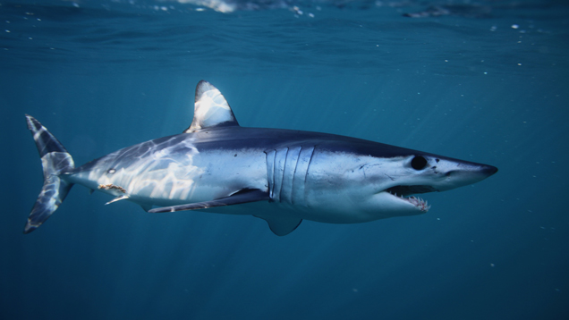 Shortfin Mako shark