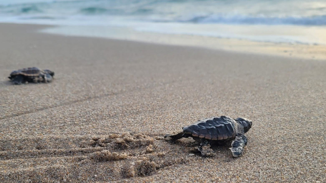 Two baby sea turtles going to the ocean