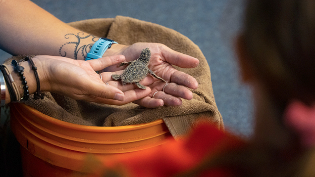 Woman holding a baby sea turtle close up