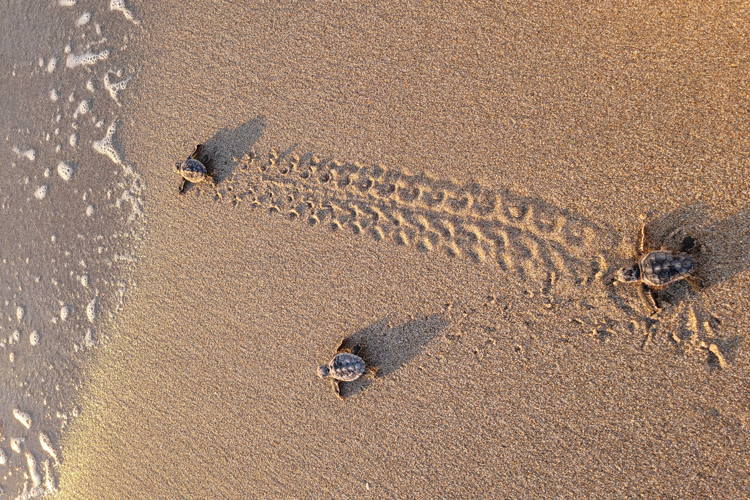 Baby turtles going to the ocean