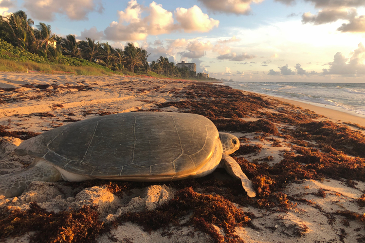 Big turtle going to the sea