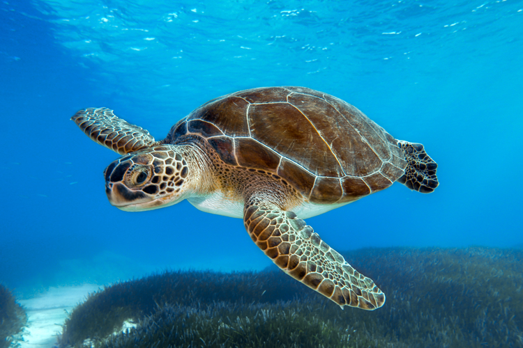 Green sea turtle swimming
