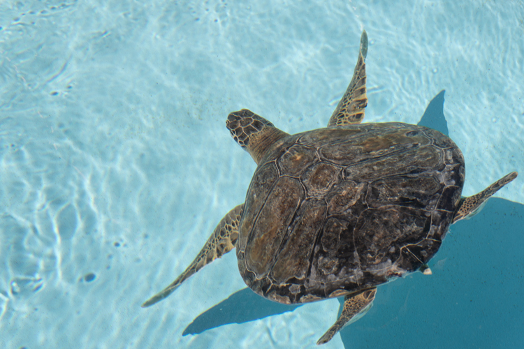NSU marine campus resident sea turtles swimming in the pool
