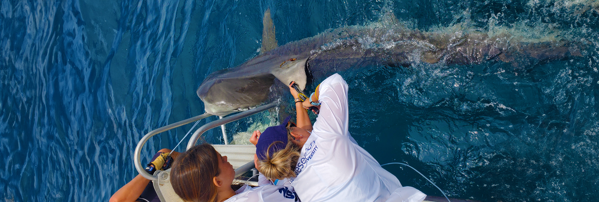 NSU Research Team Shark Tagging in Florida