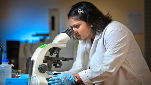 Scientist concentrated and looking into microscope.