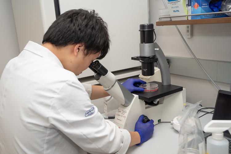 Person looking through microscope