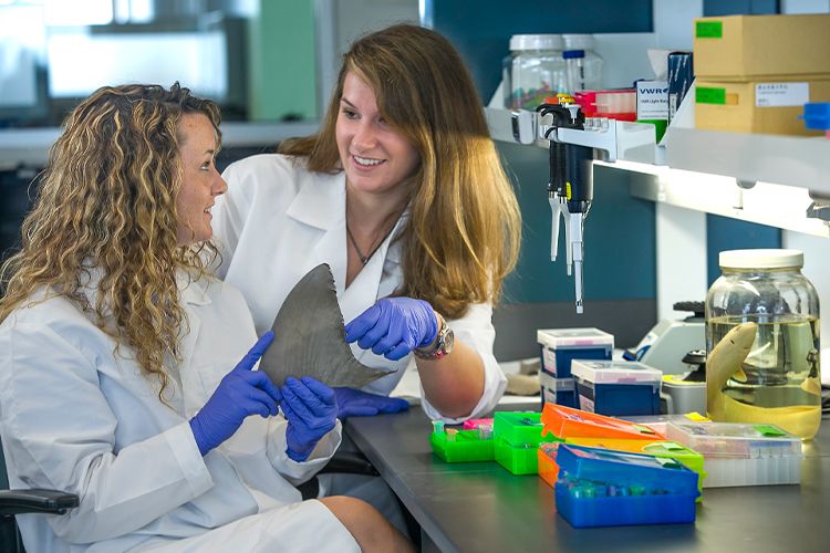 Two researchers analyze a shark fin