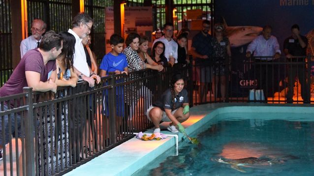 group watching turtle