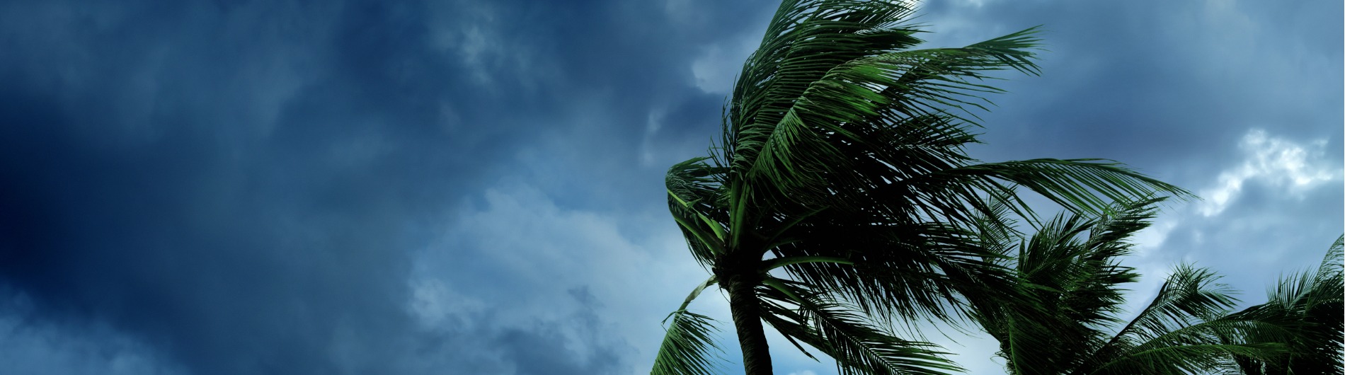 palms trees in a tropical storm