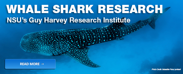 Whale Shark Research